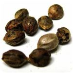 Семена марихуаны АК-47  (Seeds AK-47) в Кимрах